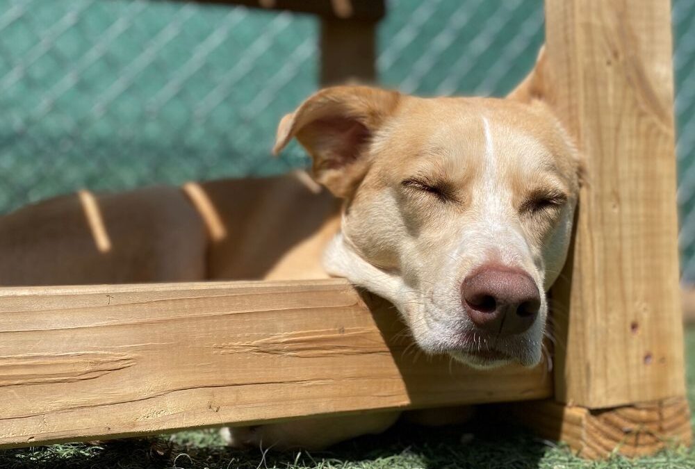 Considerations for Pet Care