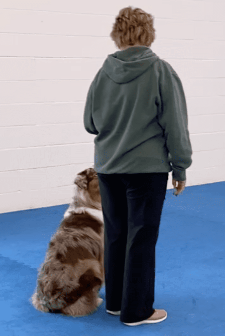 Atomic Habits for Dogs