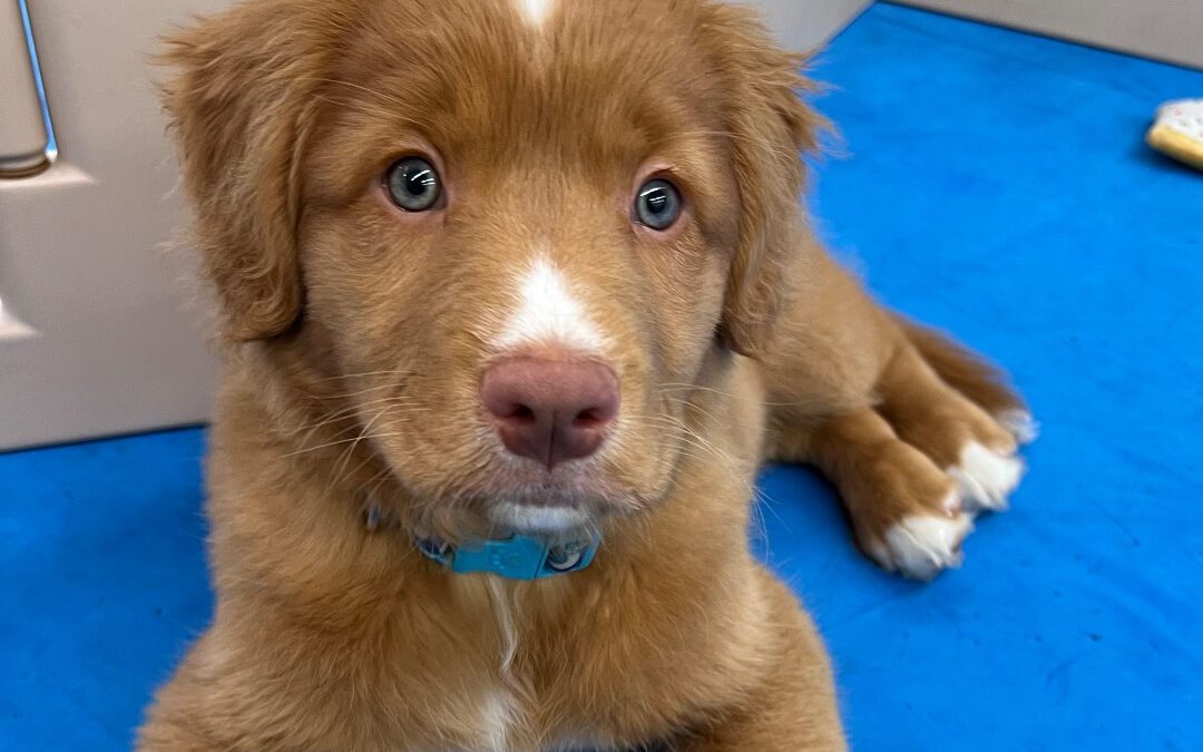 Puppy Class and Vaccinations