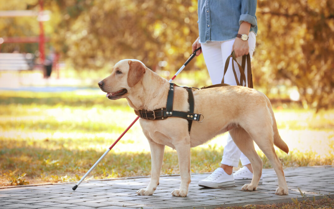 Service, Therapy, and Emotional Support Dogs